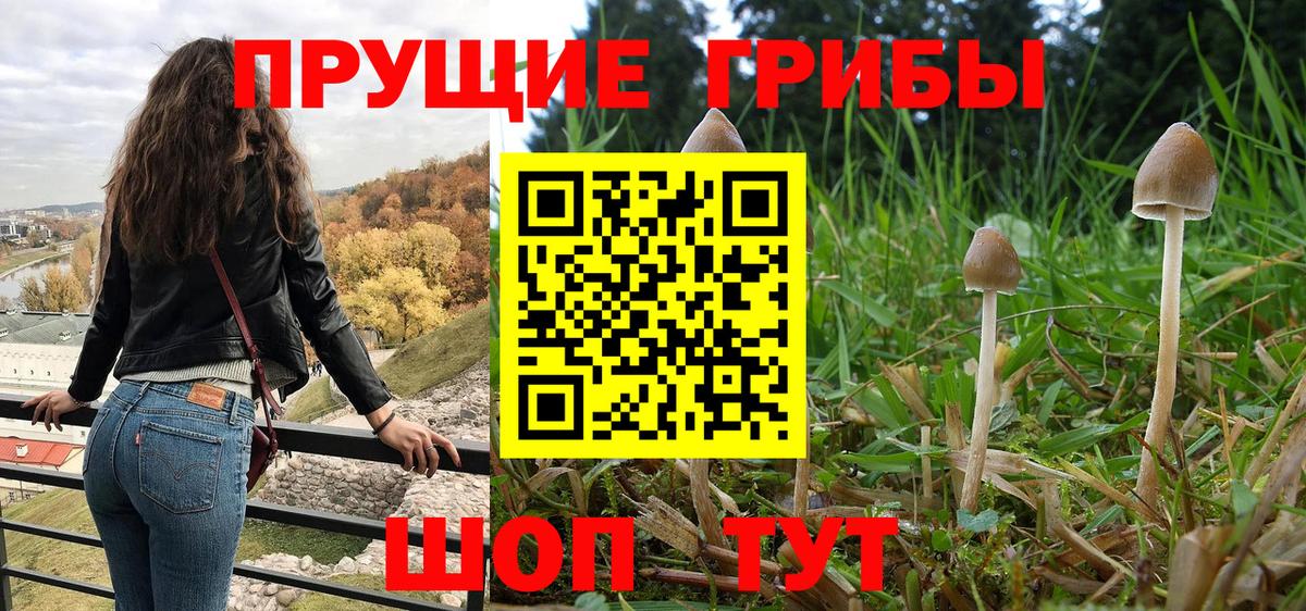 Псилоцибиновые грибы Psilocybe  Вход с VPN  Котлас 